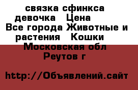 связка сфинкса. девочка › Цена ­ 500 - Все города Животные и растения » Кошки   . Московская обл.,Реутов г.